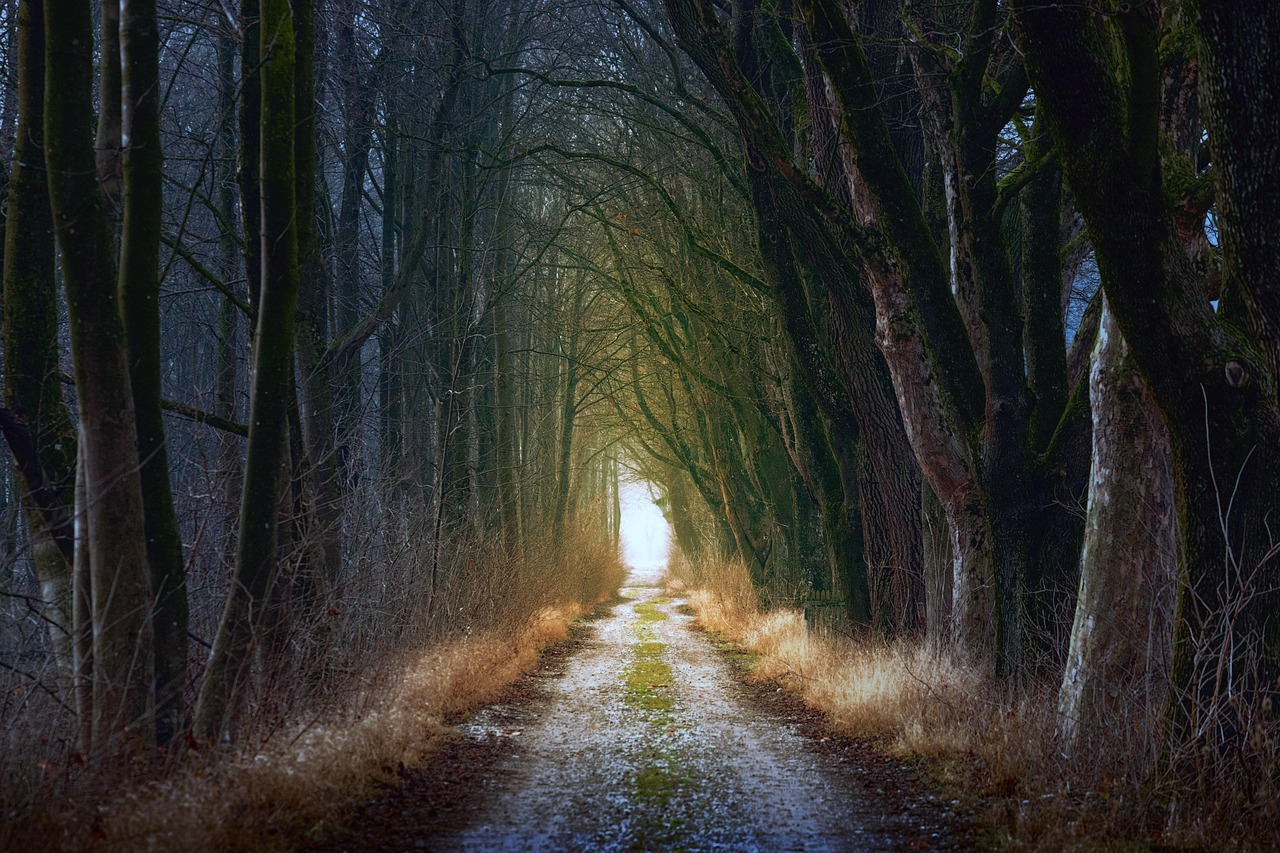 Vertrouwen en rust – warm bospad met zacht licht